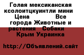 Голая мексиканская ксолоитцкуинтли мини › Цена ­ 20 000 - Все города Животные и растения » Собаки   . Крым,Украинка